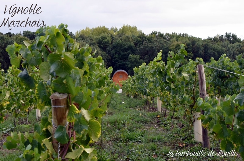 vignoble-Marchais-Thouaré-44