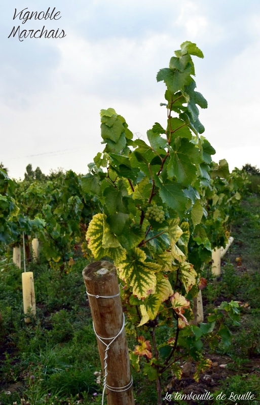 vigne-vignoble-Marchais