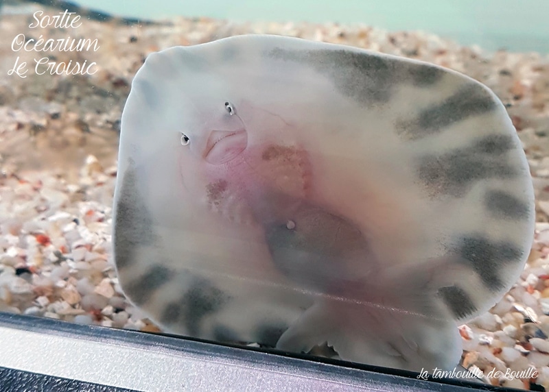 bébé-raie-ocearium-lecroisic-loire-atlantique