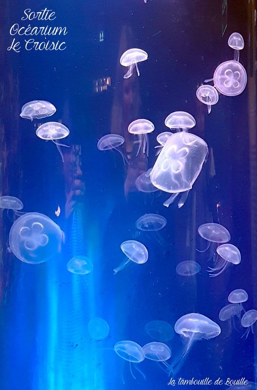 Ocearium-lecroisic-44