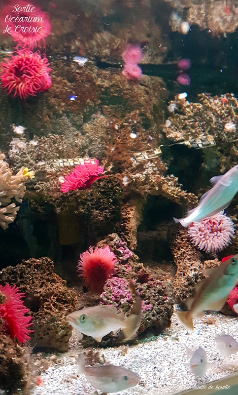 ocearium-lecroisic-loireatlantique-tourisme-famille