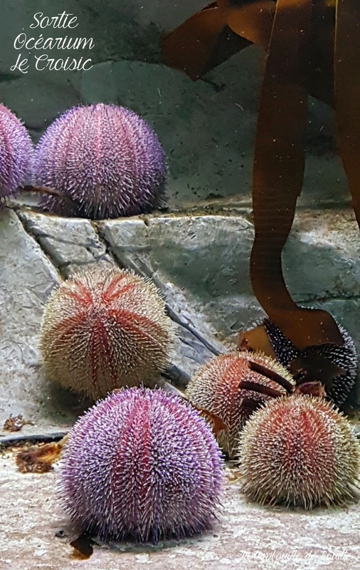 oursin-ocearium-lecroisic