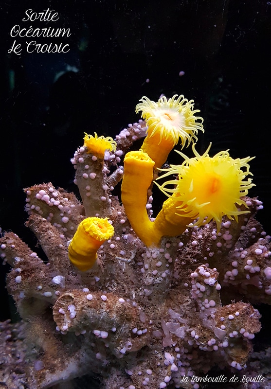 sortie-famille-ocearium-lecroisic