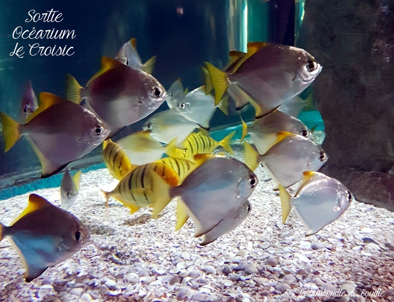 ocearium-croisic-loire-atlantique-44