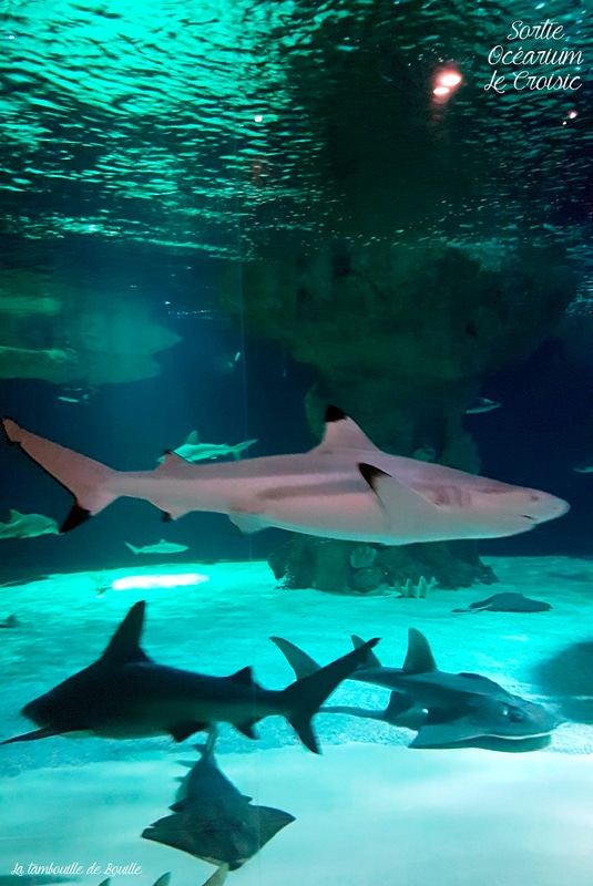 Requin-ocearium-lecroisic-44-loireatlantique
