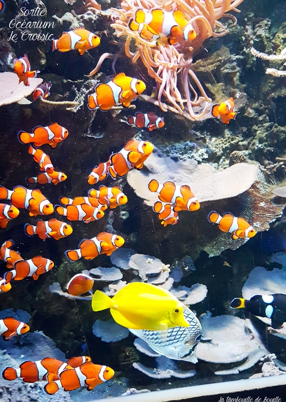 sortie-famille-ocearium-LeCroisic-44-loire-atlantique-Nemo