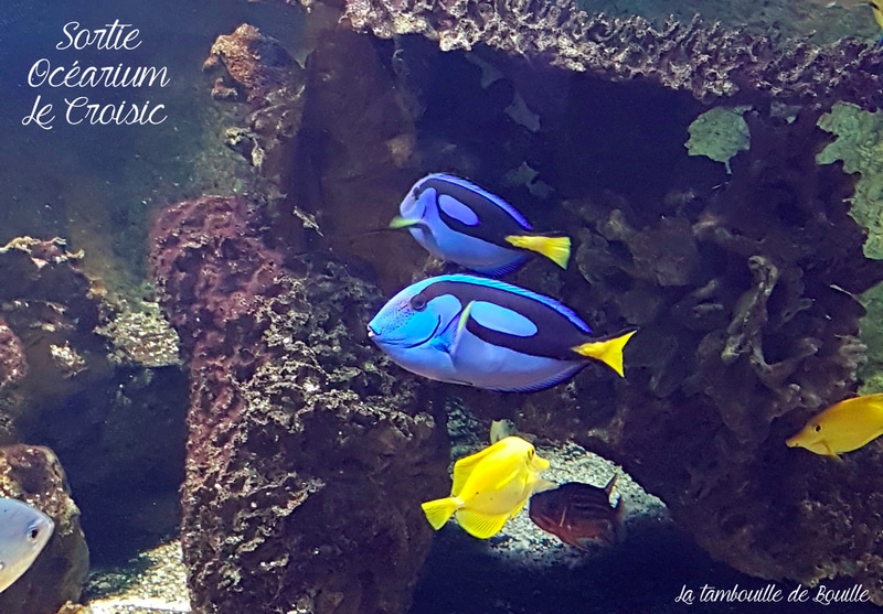 sortir-loire-atlantique-lecroisic-ocearium